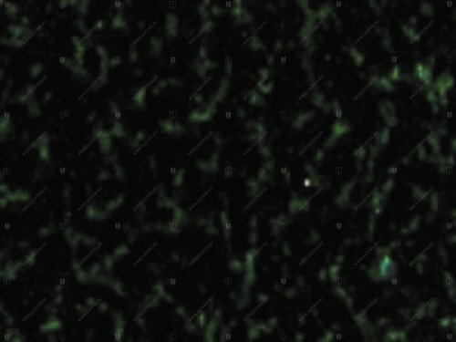 02390.ON415 Y.Y.DOV EP зелёный