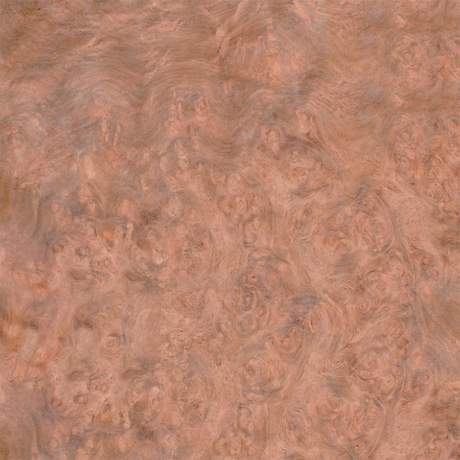 Амбойна Корень