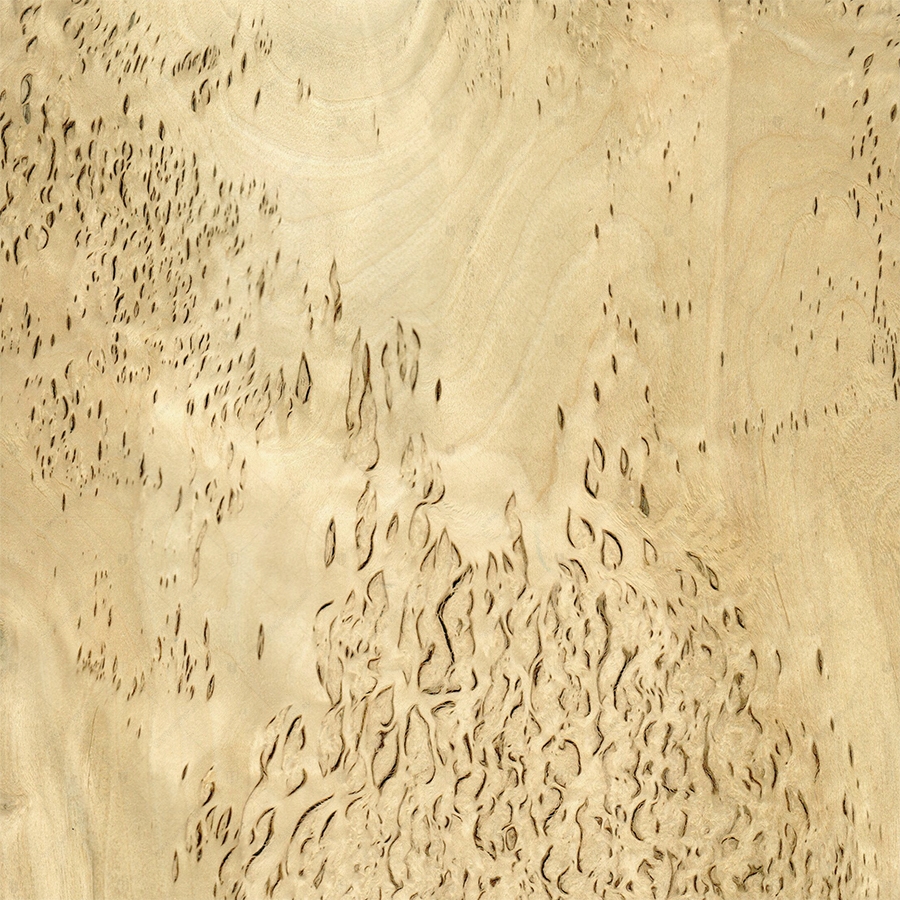 Берёза Карельская