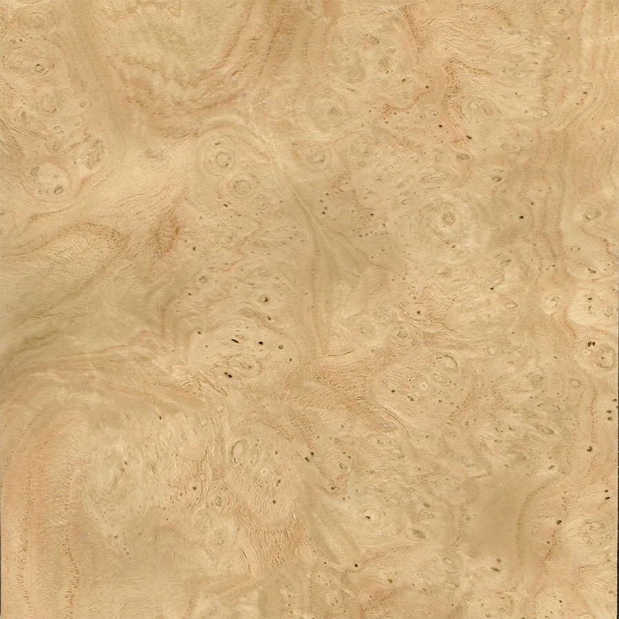 Каштан Корень