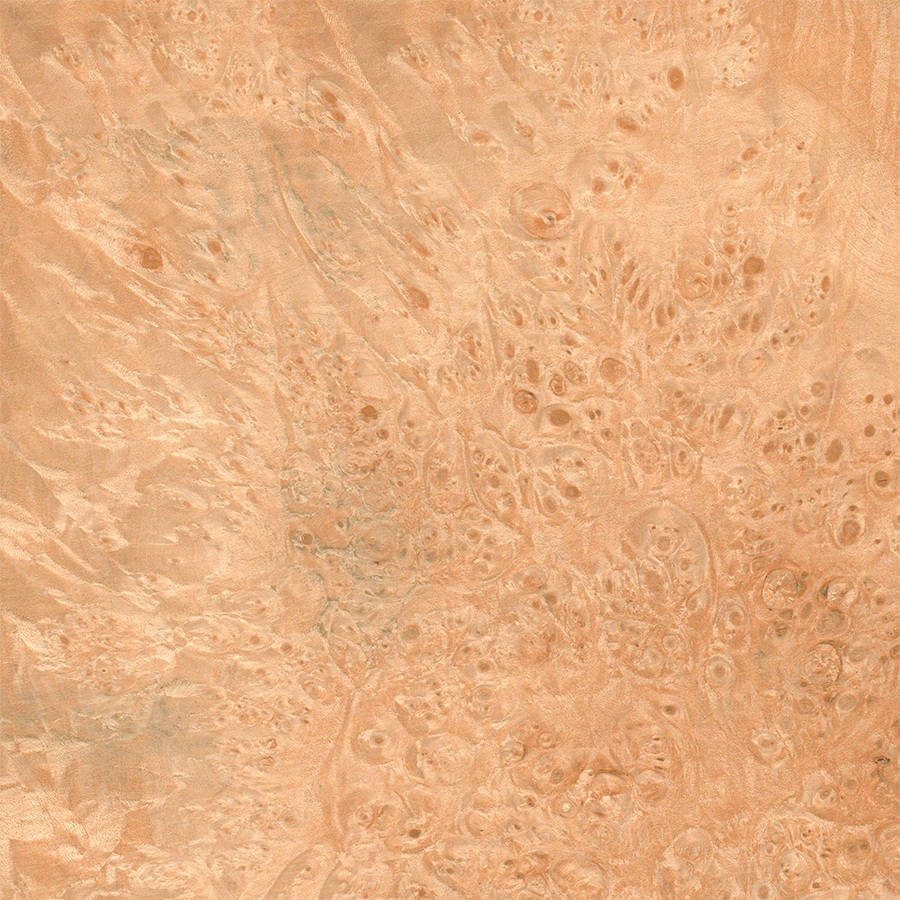 Клён Корень