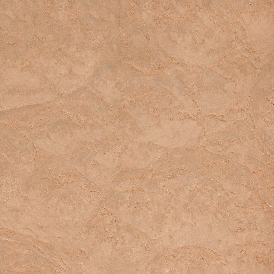 Мадрона Корень