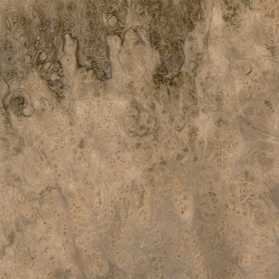 Орех Европейский Корень