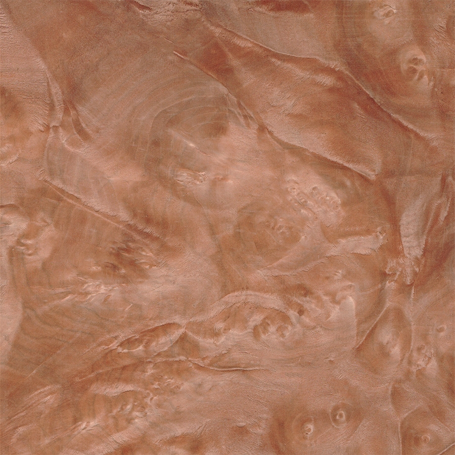 Табебуя Корень