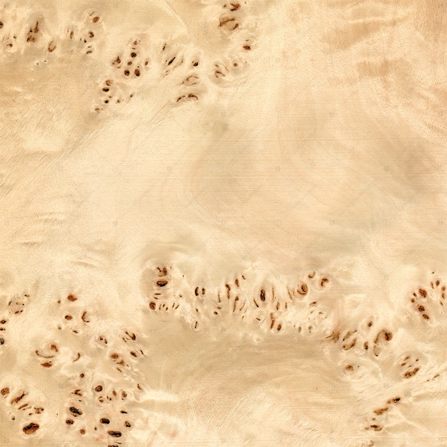 Тополь Корень