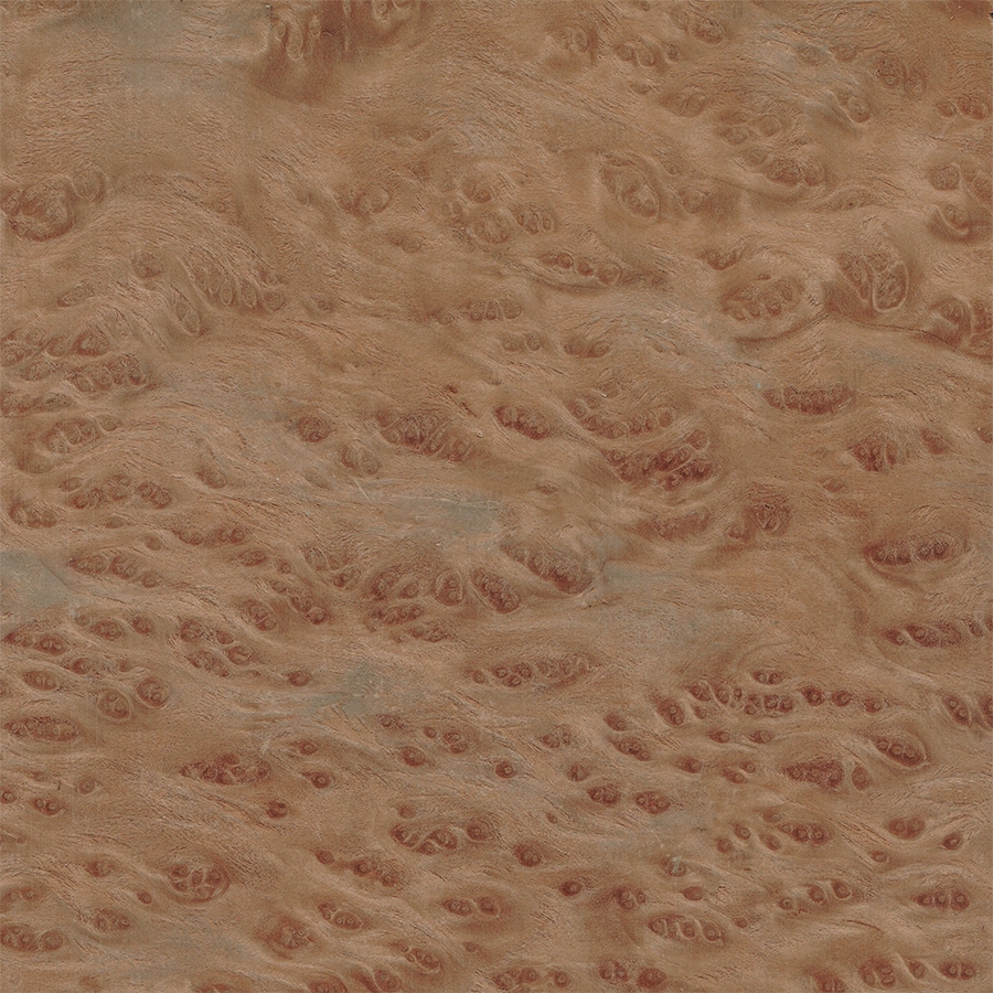 Вавона Корень